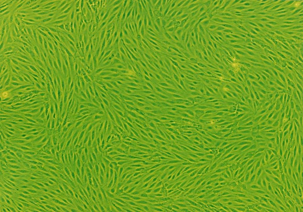 Weber, B. et al. Cereb.