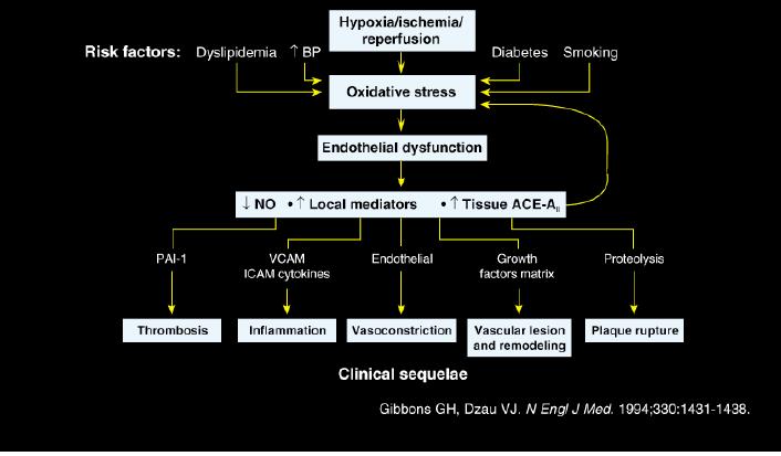 Unifying model: Endothelial dysfunction to CVD Xanthine
