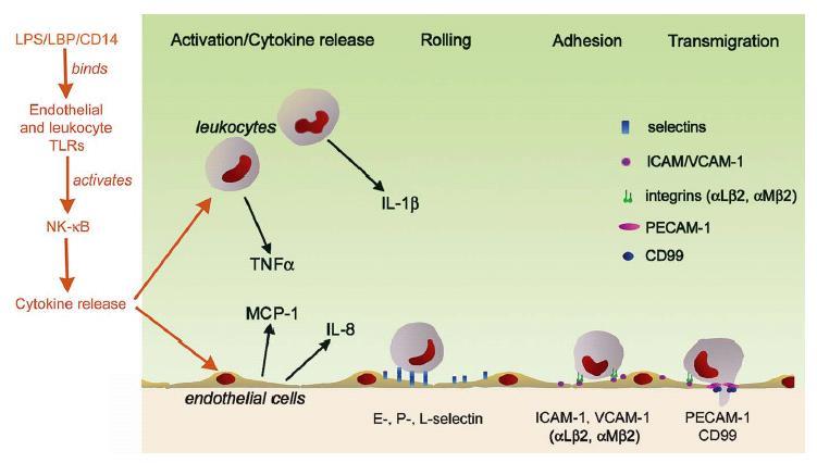 További endothelium funkciók I Funkció élettani jelenség/átvivö anyagok Növekedés Stimuláció Gátlás PDGF, FGF NO, PGI 2, TGF IGF-1, ET, AII Gyulladás