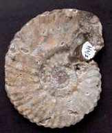 Korjelzı ammoniteszek