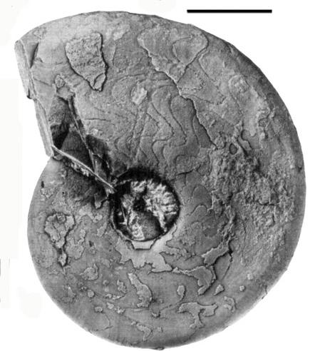 fosszíliák Otoceras T