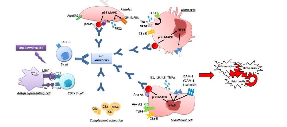 Újabb adatok az APS pathogenesiséről