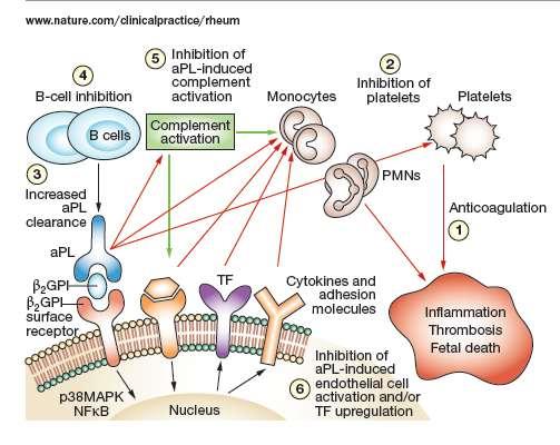 Újabb terápiás lehetőségek az APS kezelésében Rituximab, Belimumab, Abatacept Eculizumab: ac5amab TAG-k, Abciximab: GP IIb/IIIa TLR,