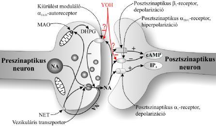 Az agyi noradrenerg szinapszisok működése Az 1990-es évek előtt, a perifériás idegrendszerre érvényes NA-erg modellt gyakran alkalmazták az agyi szinapszisok működésére is.