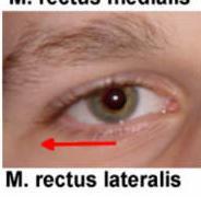 M. RECTUS