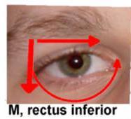 M. RECTUS INFERIOR m.