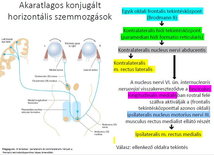 KONJUGÁLT