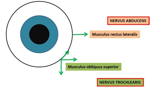 tekint m. lev. palp. sup. kiesése - PTOSIS m.