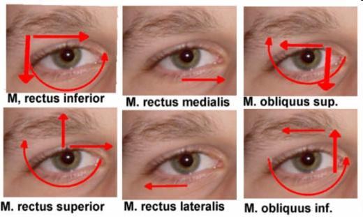 A SZEMGOLYÓ MOZGÁSTÍPUSAI Elevatio M. rectus superior (+ M. obliquus inferior ) Depressio M.