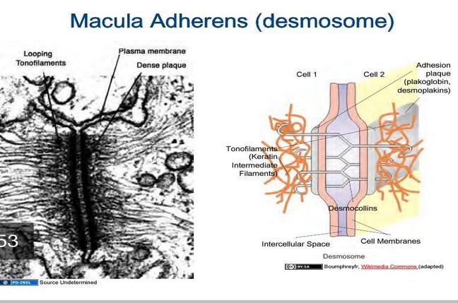 macula adherens vagy dezmoszóma Más szövet típusokban is előfordul. 20 40nm es teret hidal át, foltszerű struktúra.