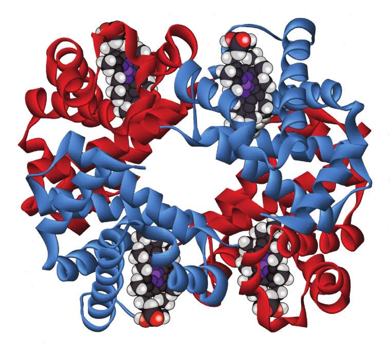 N aminosav R 2 N R 2 2 N peptidkötés 7. peptidkötés kialakulása.
