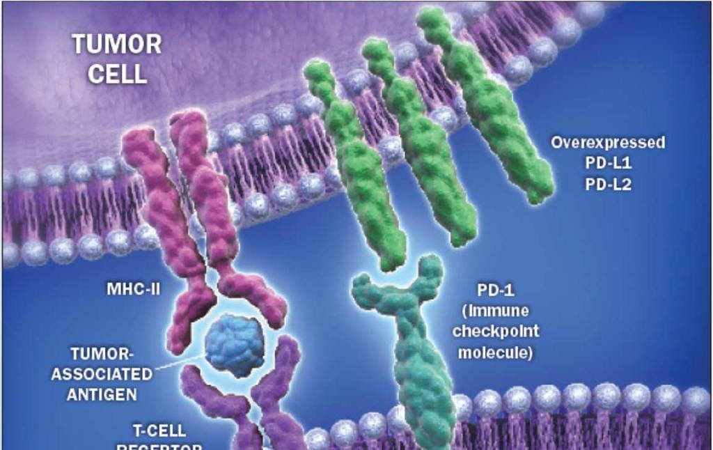 A PD-1 út szerepe tumorokban A PD-1 út az aktivált T sejtek felszínén expresszált immune