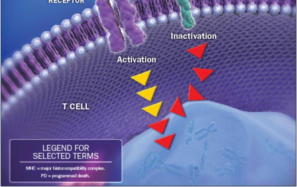 PD-1 /PD-L1 kapcsolódás gátolja a T sejt aktivációt ez immunszuppressziótés tumor növekedést