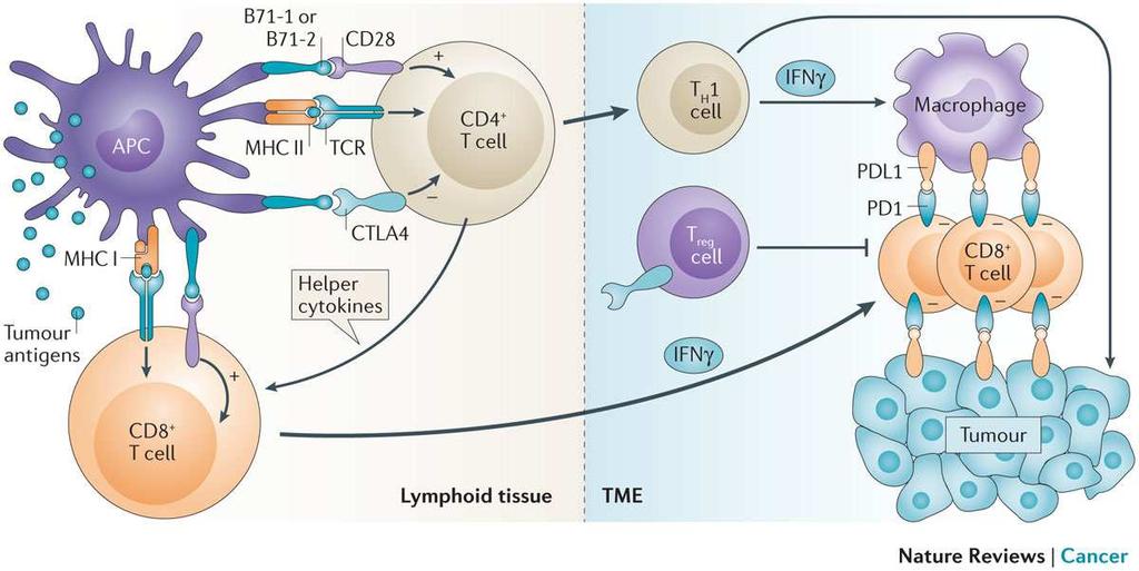 Immune chekponts 1. A Tu. korai stádiumában NK sejtek a tumor klónt felismerik, destruálják tumor Ag felszabadulás 2. Tumor Ag-makrofág, dendritikus sejt, drenáló limfociták aktivációja 3.