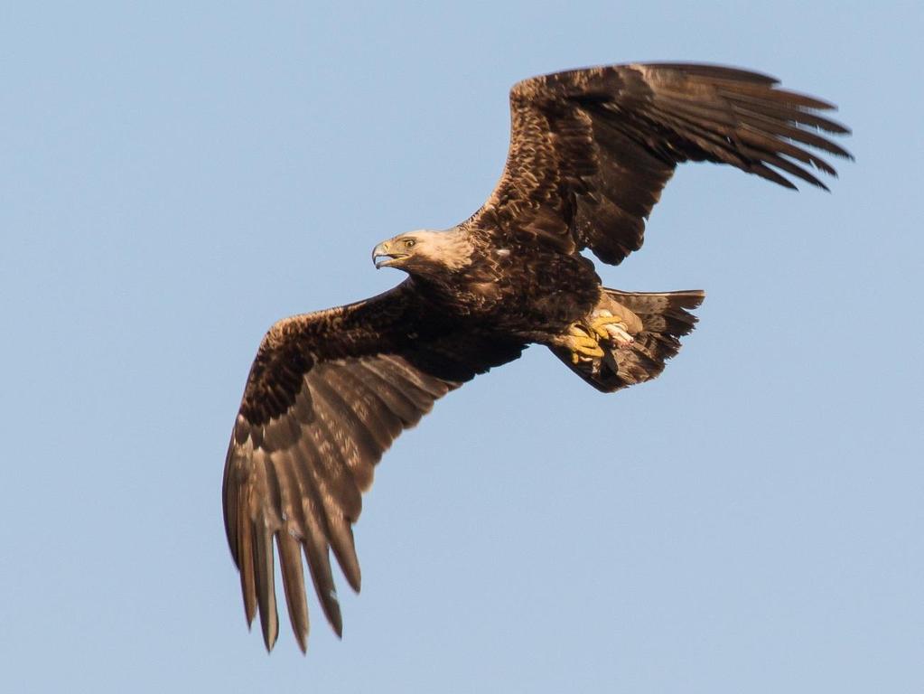 www.imperialeagle.hu www.