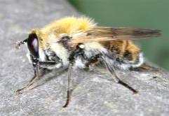 54 Tóth S.: Magyarország zengőlégy faunája (Diptera: Syrphidae) 28. ábra. A Blera fallax lelőhelyei 29. ábra. A Brachymyia berberina lelőhelyei 16 14 12 Brachymyia berberina 1 8 6 4 2 3. ábra. A Brachymyia berberina fenológiája 31.