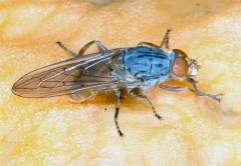 e-acta Nat. Pannon., Suppl. 1 (211) 55 16 14 12 Brachyopa bicolor 1 8 6 4 2 33. ábra. A Brachyopa bicolor lelőhelyei 34. ábra. A Brachyopa bicolor fenológiája Lelőhelyei: Cserépváralja: Tardi-patak völgye, 1958.