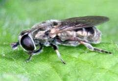 e-acta Nat. Pannon., Suppl. 1 (211) 179 2 5 ; 1996.8.23., 1 1 ; 1997.7.27., 1 ; 1997.8.6., 1 Kémes: Szaporca, 1976.8.9., 1, PL Kenderes, 1979.3.22-29., 1 4, LM Kerekegyháza: Kondor-tó, 1976.8.1., 1, TS, +MAL Kisköre: Nagy-állás, 26.