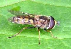 e-acta Nat. Pannon., Suppl. 1 (211) 185 3 25 Eupeodes corollae 2 15 1 5 271. ábra.