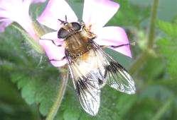 e-acta Nat. Pannon., Suppl. 1 (211) 211 25 2 Leucozona lucorum 15 1 5 314. ábra. A Leucozona lucorum lelőhelyei 315. ábra. A Leucozona lucorum fenológiája Életmódja: Életmódját ritkasága miatt kevésbé ismerjük.