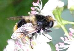212 Tóth S.: Magyarország zengőlégy faunája (Diptera: Syrphidae) 317. ábra. A Mallota cimbiciformis hímje 318. ábra. A Mallota cimbiciformis lelőhelyei 1, RM; 1957.5.29.