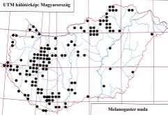 e-acta Nat. Pannon., Suppl. 1 (211) 219 18 16 14 Melanogaster nuda 12 1 8 6 4 2 337. ábra. A Melanogaster nuda lelőhelyei 339. ábra. A Melanogaster nuda hímje 338. ábra. A Melanogaster nuda fenológiája jellemző (336.
