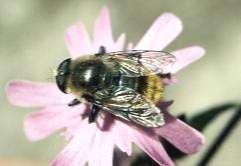 e-acta Nat. Pannon., Suppl. 1 (211) 239 Merodon clavipes (Fabricius, 1781) Irodalom: 3, 4, 7, 8, 37, 45, 55, 59, 6, 64, 68, 69, 7, 72. Elterjedése: Európa: elsősorban Dél-Európa.