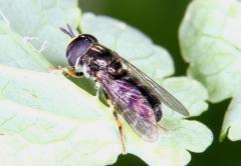 274 Tóth S.: Magyarország zengőlégy faunája (Diptera: Syrphidae) bény: Lébényi-legelő, 1997.6.18., 1 2, PA-RI; 1999.4.28., 1, PA Lébény: Lébényi-tölgyes, 2.6.15., 2 4, TS Nyírpilis: Lógota, 1993.9.11.