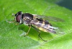 e-acta Nat. Pannon., Suppl. 1 (211) 281 Parasyrphus nigritarsis (Zetterstedt, 1843) Irodalom: 25, 38, 5, 51, 55, 6, 7, 72. Elterjedése: Holarktikum (E, Tk, K-Á, Szi, T-K, Mo, Ja, É-Amerika).