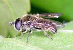 294 Tóth S.: Magyarország zengőlégy faunája (Diptera: Syrphidae) 16 14 12 Pipizella annulata 1 8 6 4 2 491. ábra. A Pipizella annulata lelőhelyei 492. ábra. A Pipizella annulata fenológiája Ibafa: Gyűrűfű (TS), 26.