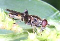 68 Tóth S.: Magyarország zengőlégy faunája (Diptera: Syrphidae) 45 4 Chalcosyrphus nemorum 35 3 25 2 15 1 5 64. ábra. A Chalcosyrphus nemorum lelőhelyei 65. ábra. A Chalcosyrphus nemorum fenológiája 1 ; 1986.
