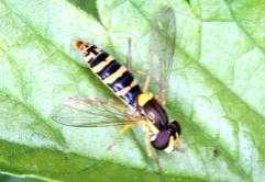 336 Tóth S.: Magyarország zengőlégy faunája (Diptera: Syrphidae) 1976.6.1., 1, DÁ Tiszaderzs: Cserőköz, 197.7.27., 2, TS Tiszadorogma: Pélyi-tó, 24.5.13., 1, TS Tiszafüred: Fekete-rét (TS), 1985.9.1., 14 2 ; 1985.