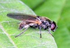 72 Tóth S.: Magyarország zengőlégy faunája (Diptera: Syrphidae) középhegységben gyűjtötték, feltűnően hiányzik az Alföld jelentős részéből (74. ábra). Gyakori (IV.). 1 1 km-es UTM hálómezők száma: 15.