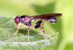 e-acta Nat. Pannon., Suppl. 1 (211) 349 7 6 5 Sphegina clavata 4 3 2 1 563. ábra. A Sphegina clavata lelőhelyei 564. ábra. A Sphegina clavata fenológiája fák kicsurgó kocsonyás nedvében találták őket.