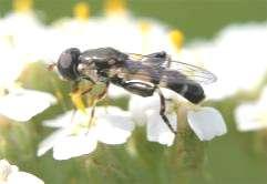 356 Tóth S.: Magyarország zengőlégy faunája (Diptera: Syrphidae) 25 2 Syritta pipiens 15 1 5 581. ábra. A Syritta pipiens lelőhelyei 582. ábra. A Syritta pipiens fenológiája Országszerte általánosan elterjedt (581.