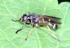 372 Tóth S.: Magyarország zengőlégy faunája (Diptera: Syrphidae) 595. ábra. A Temnostoma bombylans hímje 596. ábra. A Temnostoma meridionale lelőhelyei Temnostoma apiforme (Fabricius, 1794) Irodalom: 55, 56, 6, 68, 69, 7, 72.