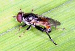 376 Tóth S.: Magyarország zengőlégy faunája (Diptera: Syrphidae) 6 5 4 Tropidia scita 3 2 1 65. ábra. A Tropidia scita lelőhelyei 66. ábra. A Tropidia scita fenológiája Tropidia fasciata Meigen, 1822 Irodalom: 5, 6, 7, 71.