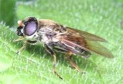 78 Tóth S.: Magyarország zengőlégy faunája (Diptera: Syrphidae) 5.8., 1, MJ Sopron: Kis-Tómalom (TS), 1979.7.3., 1 1 ; 198.5.15., 2 4 ; 198.5.16., 1 ; 198-.6.5., 1 2 Sopron: Nagy-Tómalom, 198.5.15., 3, TS; 198.