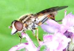 46 Tóth S.: Magyarország zengőlégy faunája (Diptera: Syrphidae) 3 25 Anasimyia lineata 2 15 1 5 15. ábra. Az Anasimyia lineata lelőhelyei 16. ábra. Az Anasimyia lineata fenológiája 2, TS Tiszafüred: Fekete-rét (TS), 1986.
