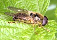 e-acta Nat. Pannon., Suppl. 1 (211) 85 18 16 14 Cheilosia himantopus 12 1 8 6 4 2 15. ábra. A Cheilosia himantopus lelőhelyei 16. ábra. A Cheilosia himantopus fenológiája Pilismarót: Hamvas-kő (VÉ, +MAL), 1986.