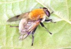 e-acta Nat. Pannon., Suppl. 1 (211) 49 14 12 Arctophila superbiens 1 8 6 4 2 2. ábra. Az Arctophila superbiens lelőhelyei 21. ábra. Az Arctophila superbiens fenológiája Arctophila superbiens (Müller, 1776) [Syn.
