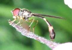 5 Tóth S.: Magyarország zengőlégy faunája (Diptera: Syrphidae) 4 35 3 Baccha elongata 25 2 15 1 5 23. ábra. A Baccha elongata lelőhelyei 24. ábra. A Baccha elongata fenológiája sebb erdők lakója, árnyékkedvelő, polivoltin?