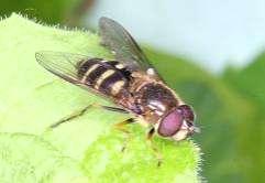 128 Tóth S.: Magyarország zengőlégy faunája (Diptera: Syrphidae) 198.8.1., 2, TS; 198.8.3., 1, CSM Sopron: Görbehalom, 1985.8.24., 1, TS Sopron: Kis- Tómalom, 198.5.15.