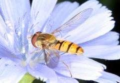 14 Tóth S.: Magyarország zengőlégy faunája (Diptera: Syrphidae) Episyrphus Matsumura & Adachi, 1917 Közepes nagyságú zengőlegyek. Lárvájuk afidofág, főleg levéltetvekkel táplálkozik.