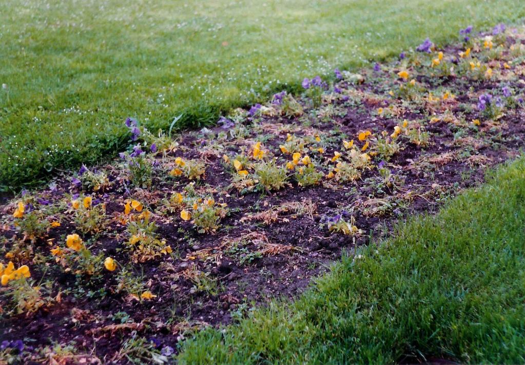 Phytophthora kórokozó