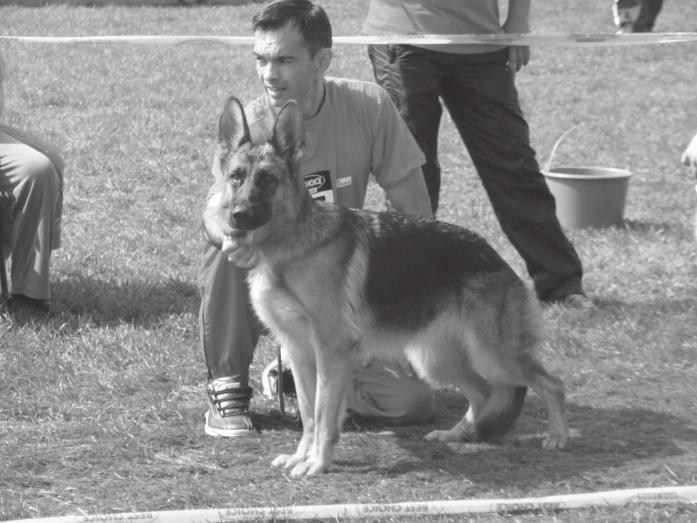 Nadine vom Bellissimo Nagyon jó 4 2005.10.14 23780 HA-0561 (Yoker Karat s - Baike vom Bellissimo) Szívós Gyula Szívós Gyula és Palágyi Róbert 5340 Kunhegyes, Bercsényi u. 8. Komplett, korrekt fogazat.