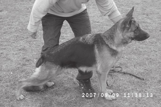 Nagy, középerõs, száraz és feszes, jó arányokkal felépített. Szabályos felsõ- és alsóvonal, jó elülsõ végtagszögellés, a felkar hosszabb és dõltebb lehetne. Nagyon jó hátulsó végtagszögellés.