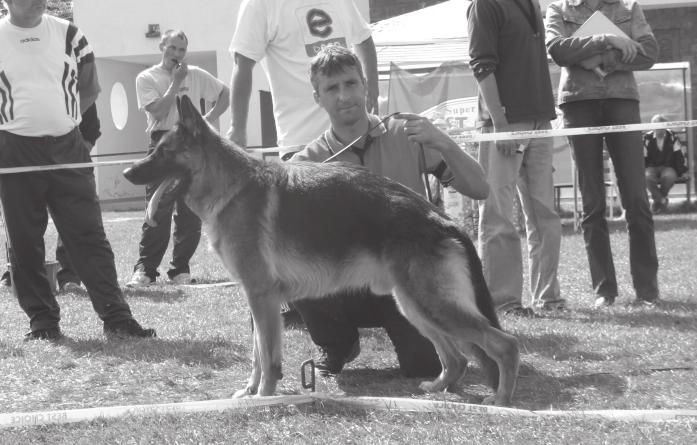 Fõtenyészszemle 2007 - Alsóörs Komplett, korrekt fogazat. Nagyon nagy, típusos, kifejezõ, tartalmas, ivarjellegnek megfelelõ szép fej. Nagyon jó arányok, kitûnõ csontozat és izomzat.