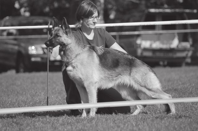 Panoniansee - Xena v. Haus Milesevac) Firic Péter - Serbia Milosevo, Lenin u. 13. MUNKA SZUKA 98. Steinmangeri Landra Kiválasztott kitûnõ 1 2005.06.27.