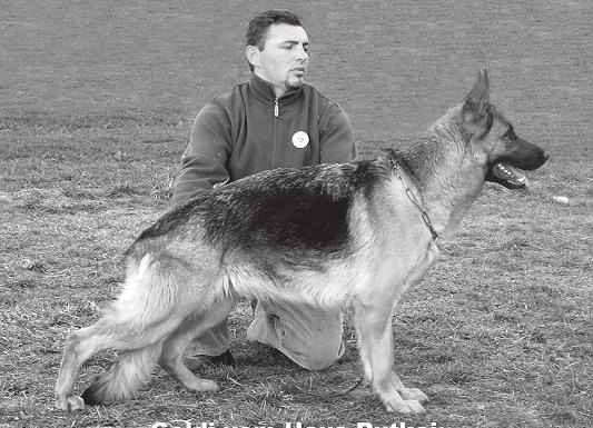 91. Atrice von Kriszto 2003.10.12., SchH1-IPO1 23177 NG-0300 (Niklas van de Herdersfarm - Kira von der Birkenau) Pankotai István Jung Attila - 2051 Biatorbágy, Szent L. u. 23/a. ÖMT nem meglévõ 94.